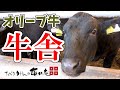【牛舎】庵主が生産者を直撃！！オリーブ牛の牛舎を視察して色々聞いてみました。