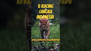5 Kucing Langka Dan Unik Yang Ada Di Indonesia