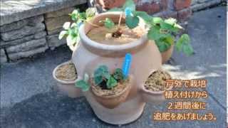 家庭菜園 いちごの育て方ストロベリーポット 花ちゃん園芸ショップ Youtube