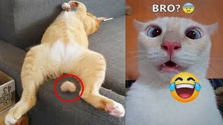 New Funny Animals 😂 Funniest Cats and Dogs Videos 😺🐶 #54 by BOO PETS 179 views 4 months ago 10 minutes, 8 seconds