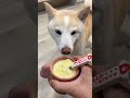 豆皮等著一起吃晚餐
