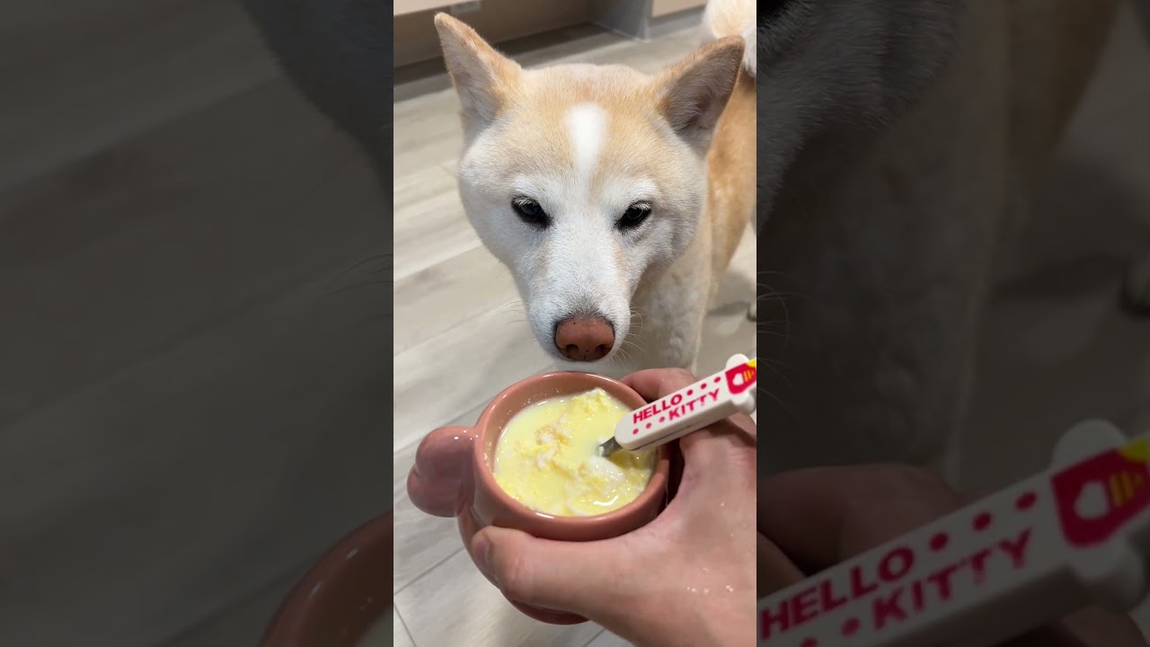 豆皮等著一起吃晚餐