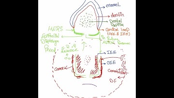 Oral Histology Lec.8 (Root Formation ) Summary part 2  / Department of Dentistry / 2nd Stage .