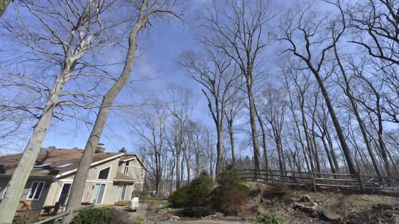 Time Lapse Video of a Tree Removal Job - YouTube