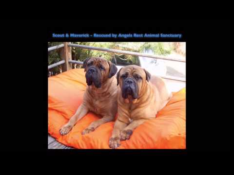 Dog & Cat Euthanasia in America - YouTube