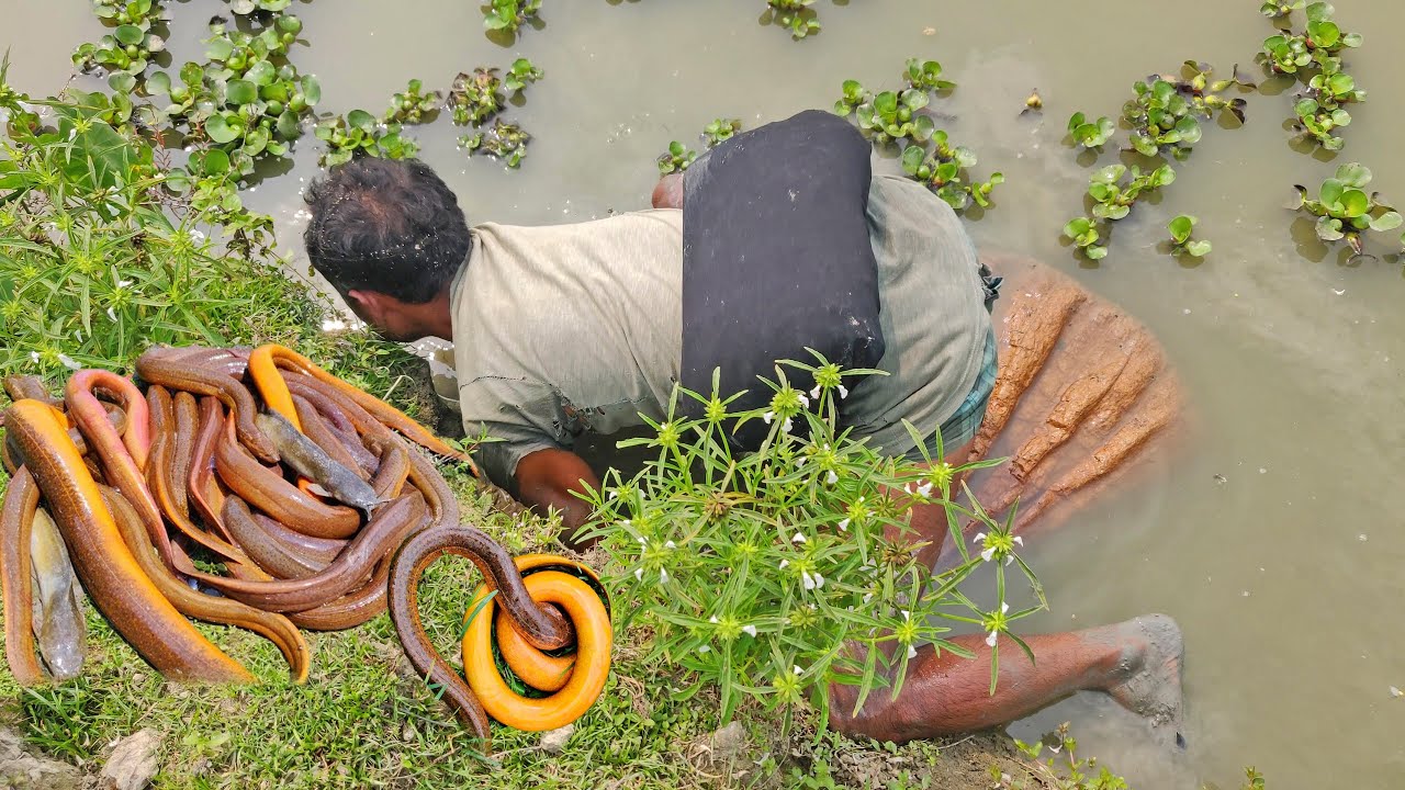 Best Eel Fishing | Expert man Catching Eel Fish From Very Deep Fish Hole By Hand