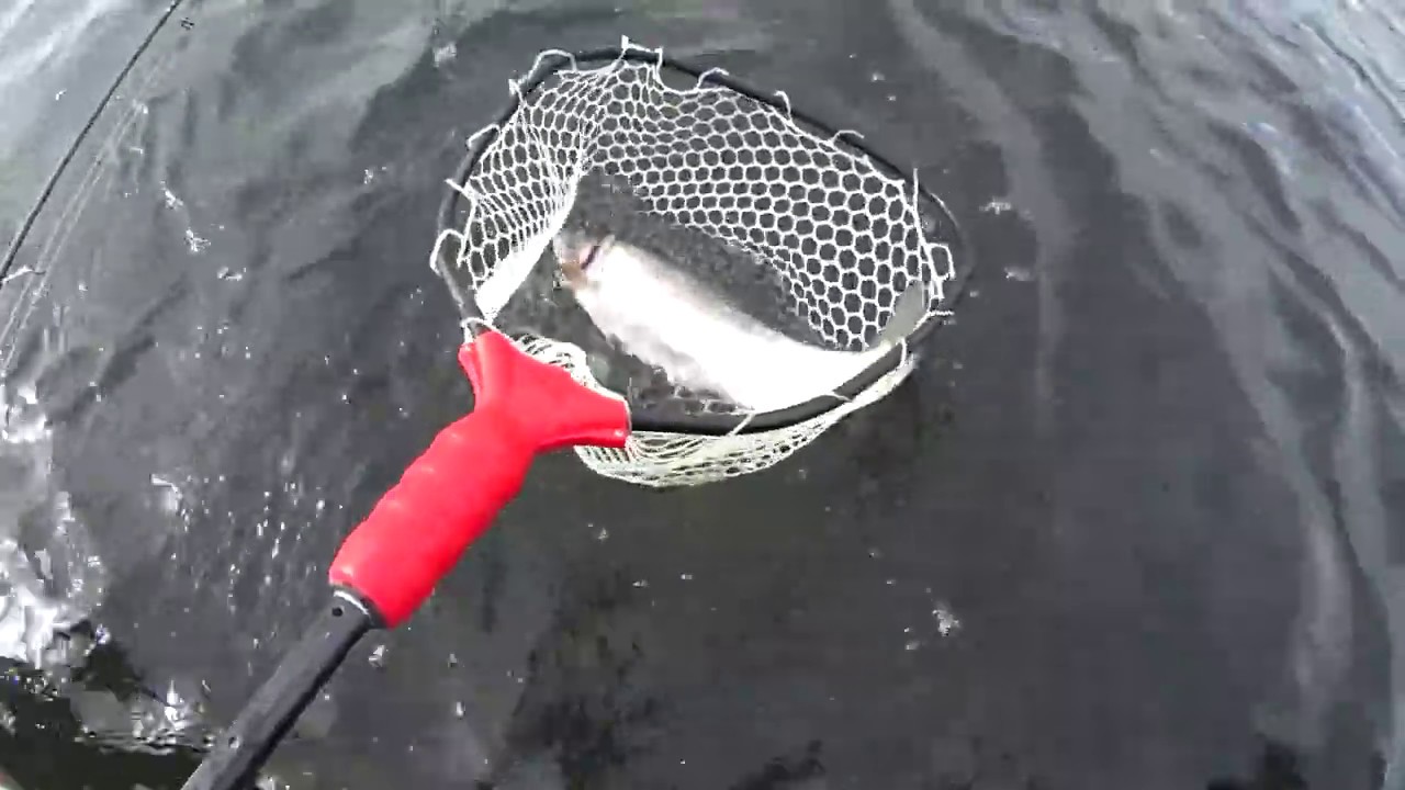 Dragon Lake, BC Rainbow Trout Fishing YouTube