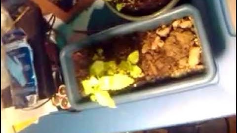 Telling the difference between catmint and peppermint. Indoor + outdoor growing.