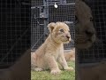 African lion cub available savelions foryou lioncub