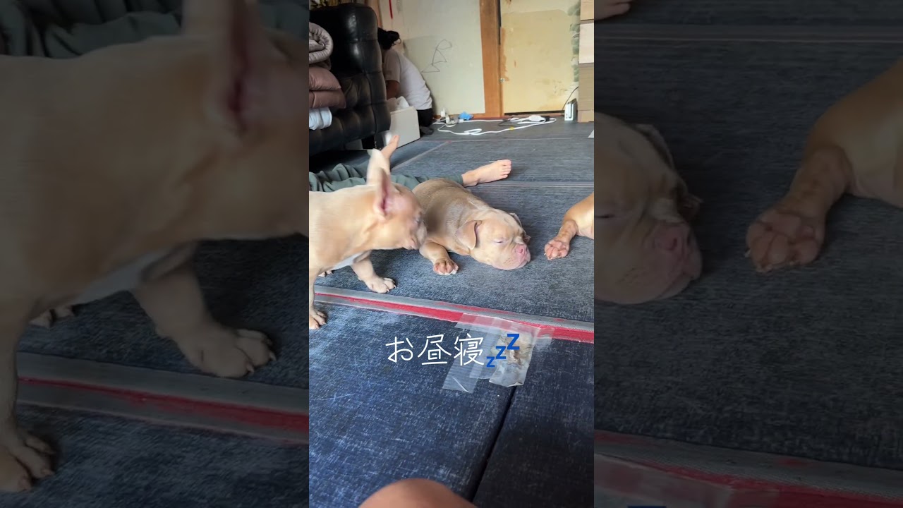 Pit the Massive Dog お値下げ不可 2026年6月3日 - YouTube