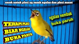 Viral‼️Terapi Pleci Bahan Biar Bunyi, Ngalas Nembak Buka Paruh Paling Ampuh