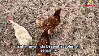Renkli Kız Tavukların Bakım Ve Temizlik Zamanı 🧿Şfet