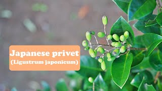 Protection, prohibition, binding--Japanese privet