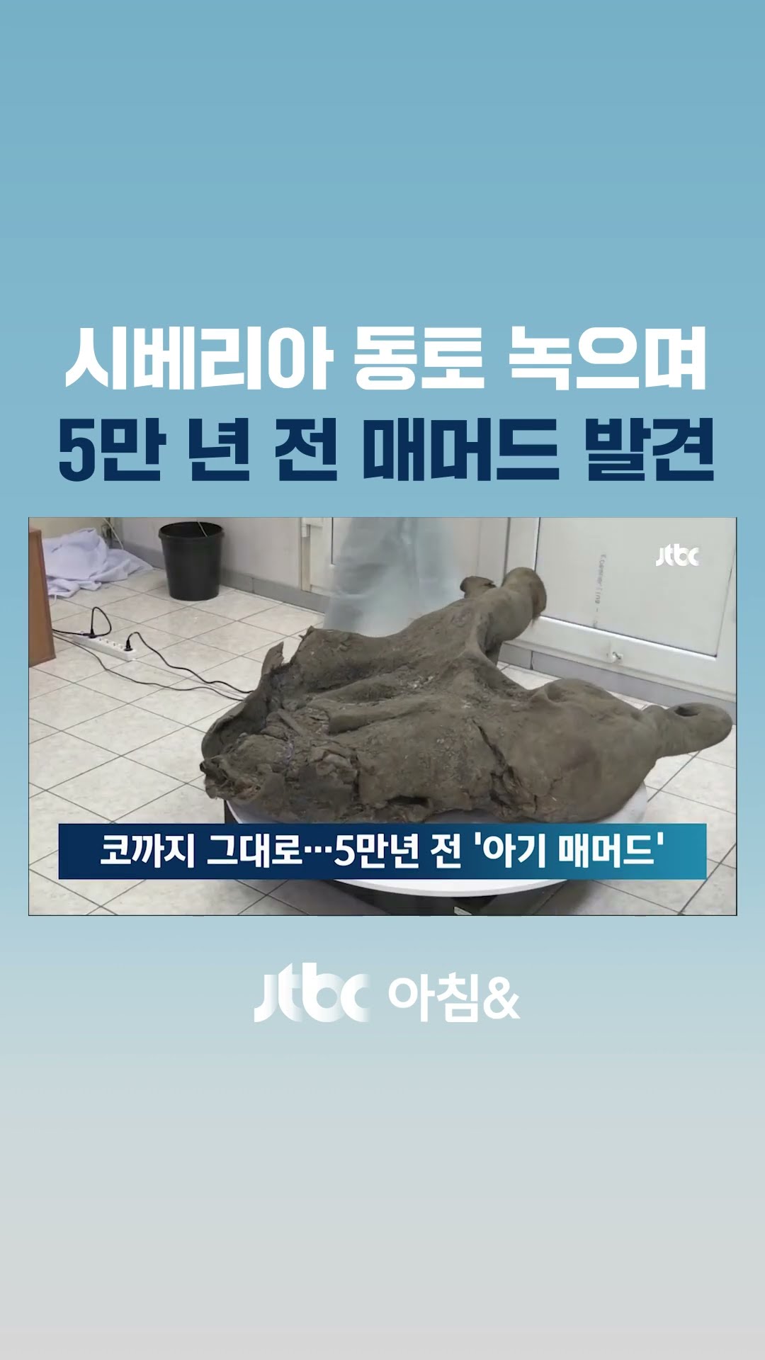 얼음에 갇혀 코까지 보존…5만년 전 '아기 매머드' 발견 #JTBC #Shorts