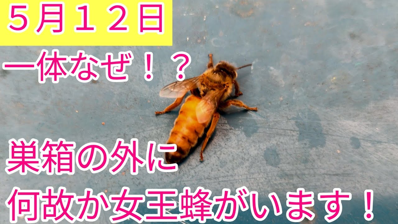 一体なぜ！？女王蜂が何故か巣箱の外に追い出されています。 - YouTube