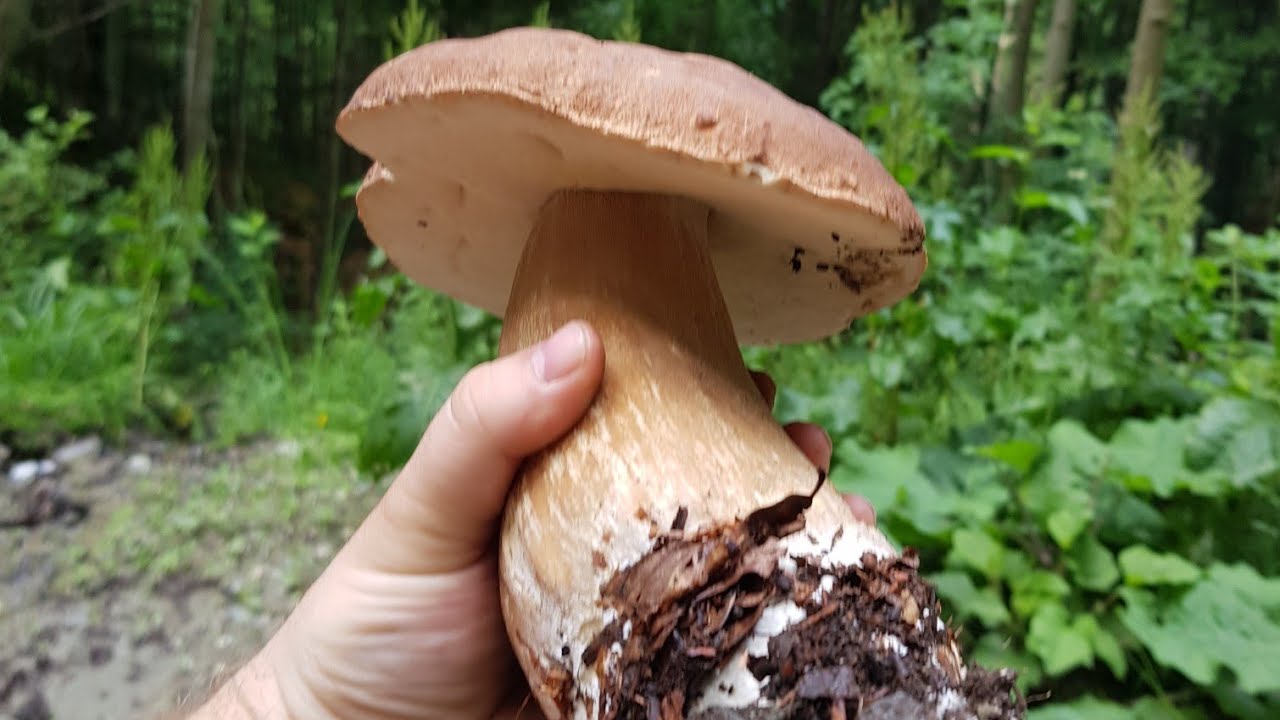 Funghi porcini 2019,  เห็ด , Steinpilze , Boletus , Mushrooms , гъби , 蘑菇