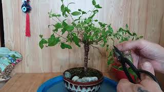 Бонсай из граната стиль метла Pomegranate style bonsai broom