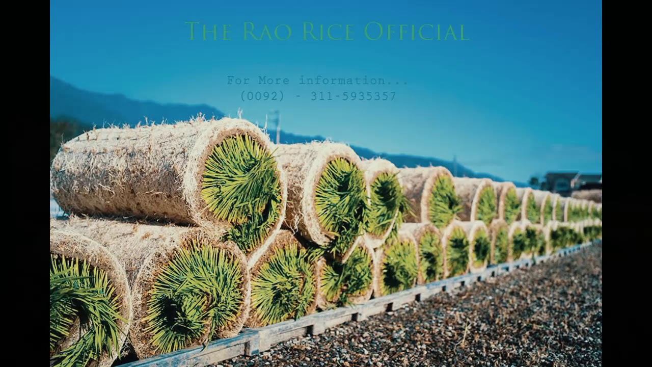 New Video The Rao Rice Official 2020 - YouTube