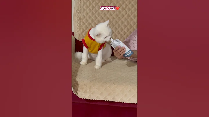 Video 11265151: persiancat meow cat, persiancat dog cat, meowing cat sound, cat cute funny