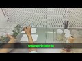 Plant tissue culture working Process : Vericlone
