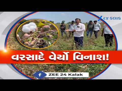 Botad: ચોમાસામાં પહેલા સારો પછી 'હાથતાળી'નો વરસાદ! કપાસનો પાક બરબાદ, સંકટમાં આવ્યો જગતનો તાત