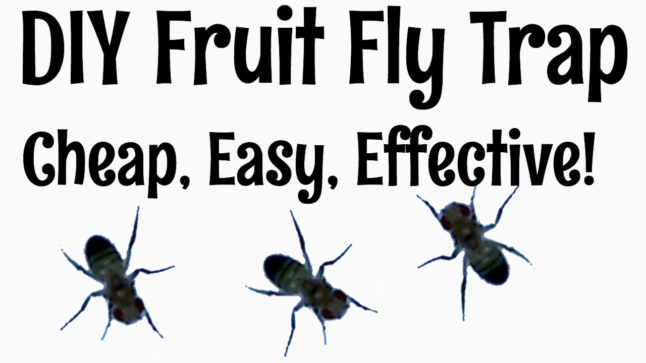 DIY Fruit Fly & Gnat Trap: Simple Homemade Solution! 