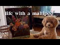 Life with a Maltipoo 🐻 relaxing day at home, lego flower bouquet build with my sleepy bear 🐻💐