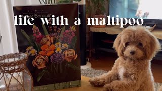 Life with a Maltipoo  relaxing day at home, lego flower bouquet build with my sleepy bear