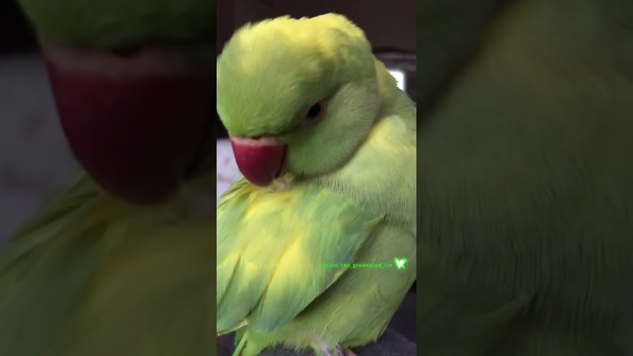 Monday Preening 💚