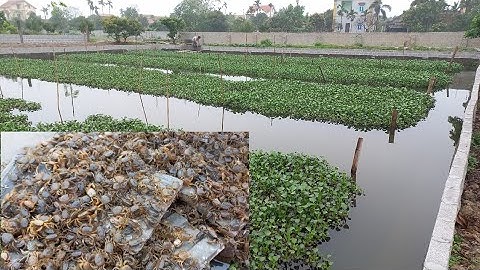 Cua đồng giống giao Tiên Lữ Hưng Yên / @trại-giống-hà-nam