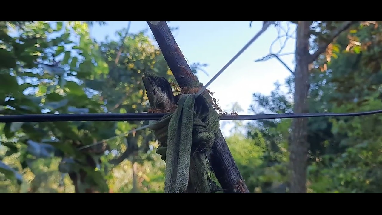 bí quyết kiến vàng, lợi và hại. cách nuôi hợp lý nhất mà không ảnh hưởng canh tác