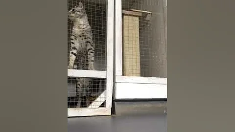 Watch the video about F4 savannah Cat calling like a lion