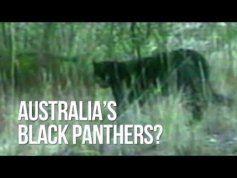 Video: Strange Black Cats In Sydney - Alternative View