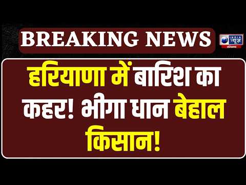 Farmer News: धान खरीद के बीच बारिश का कहर! Haryana की मंडियों में किसानों का बुरा हाल!
