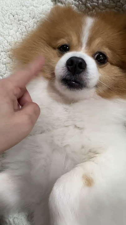 Check Sound🐶 #ceksound #senargitar#anjinglucu #dog#doglover#anabul#pets#petlover#cutedog#funny#cute