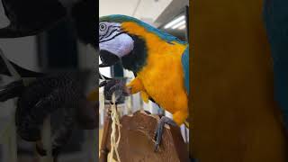Лапша. #macaw #bird #parrot #funny