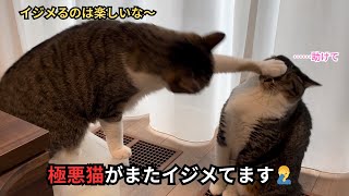 我が家の極悪猫が、またイジメてるようです🤦‍♂️