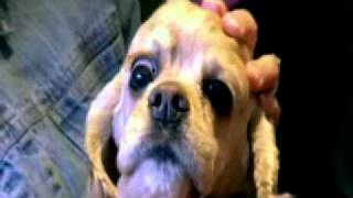 Dogs101 Cocker Spaniel