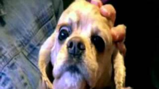 Dogs101 Cocker Spaniel by WALLE9000 17,956 views 13 years ago 3 minutes, 13 seconds