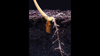 Root Growth Timelapse #Shorts