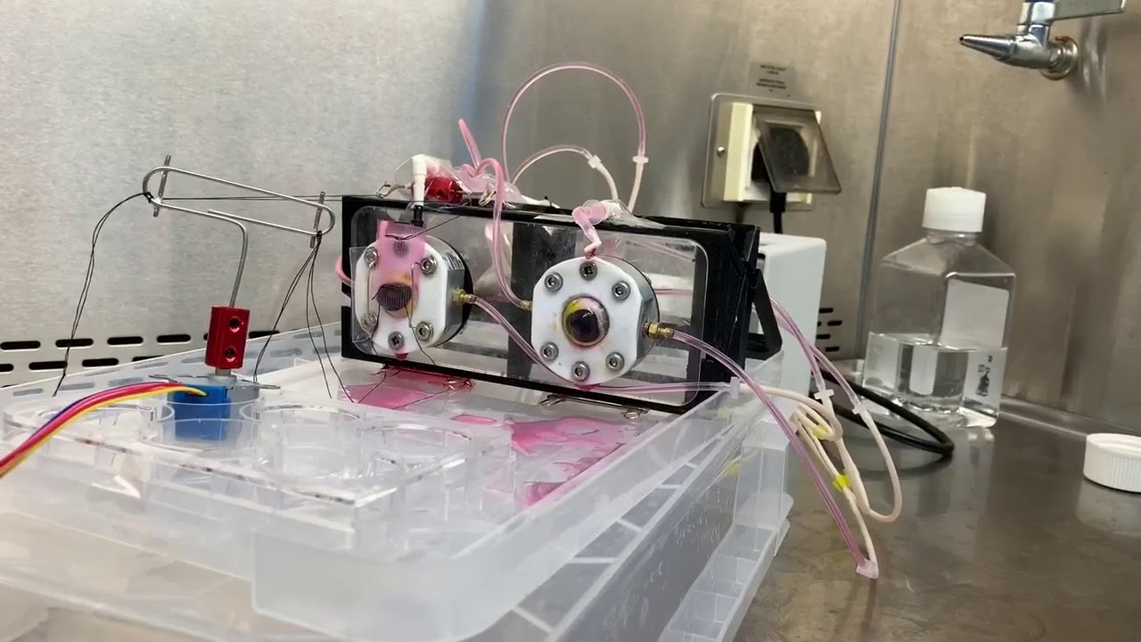 Ex-Vivo Porcine Eye Model of Ocular Surface Disease 2