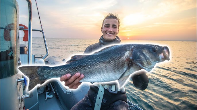 La pêche au thon rouge, le « roi des océans », bat son plein au