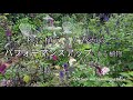 【9月中旬】秋に植えると春からパフォーマンスアップする植物/ 雑草取りを減らす作戦/成功と失敗...