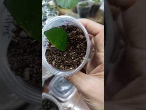 Video: Gardenia зыянкечтери: Гардения менен жалпы курт-кумурскалар көйгөйлөрү