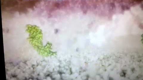 cell membrane dynamics VIDEO.3gp
