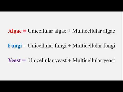 Unicellular organisms and Multicellular organisms (សារពាង្គកាយឯកកោសិកា និងពហុកោសិកា)