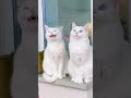 سبحان الله          قصص    نجومي