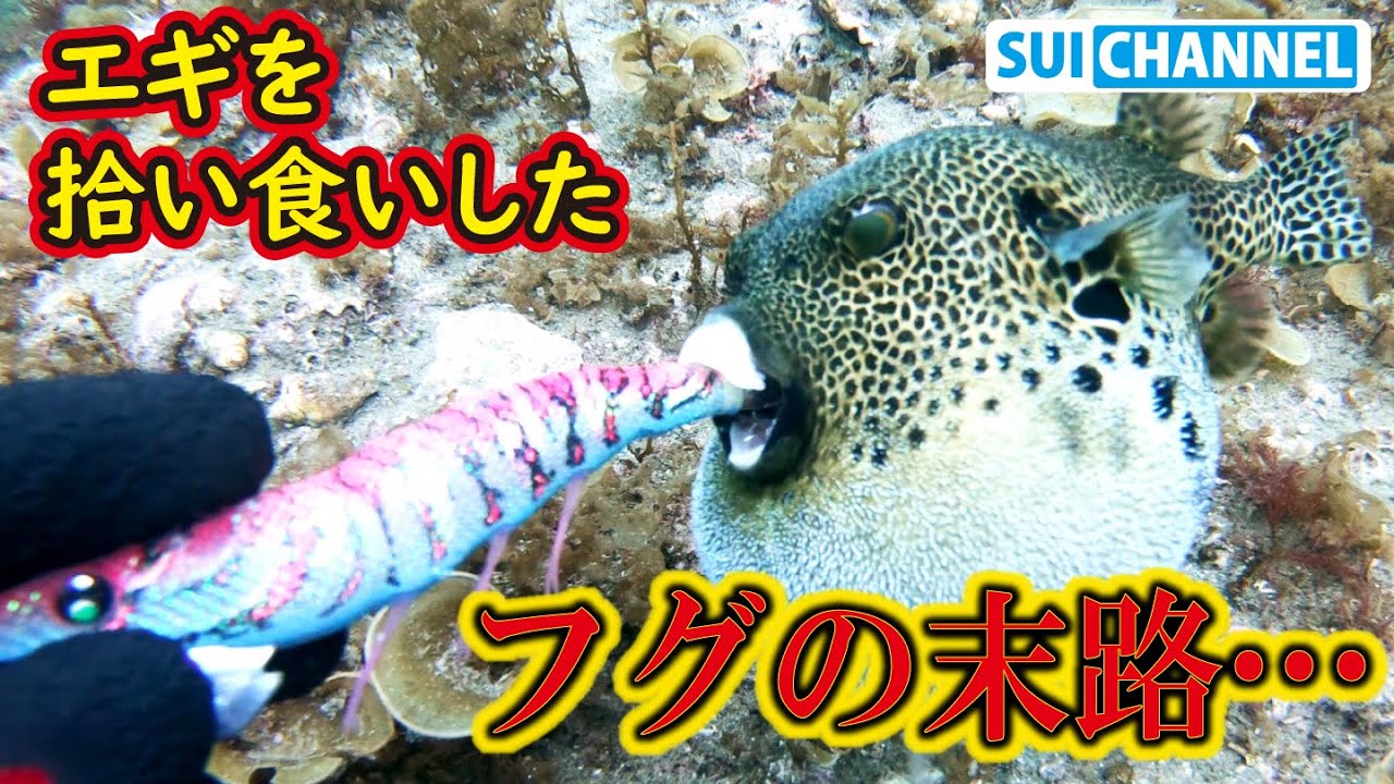 A Tragedy Caused By A Lost Lure I Met An Injured Blowfish Underwater Cleaning With Subtitles Youtube A Tragedy Caused By A Lost Lure I Met An Injured Blowfish Underwater Cleaning With Subtitles Youtube