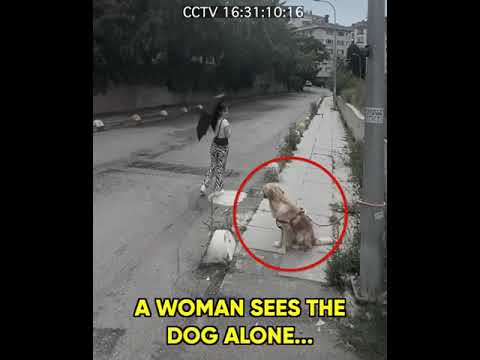 Owner Abandoned his Dog #goldenretriever #abandoned