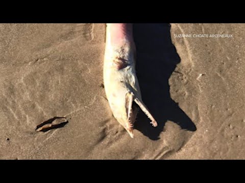 Woman finds strange dead creature along Crystal Beach